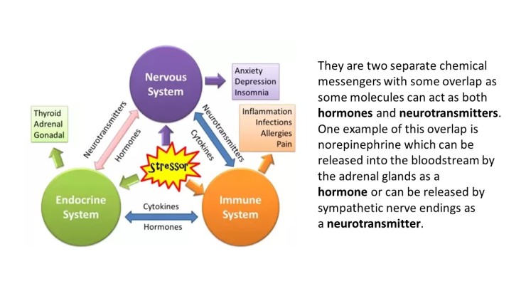 hormones and neurotransmitters